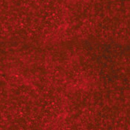 [19292-1] Cyanoditolyl Tetrazolium Chloride (CTC) - 1g