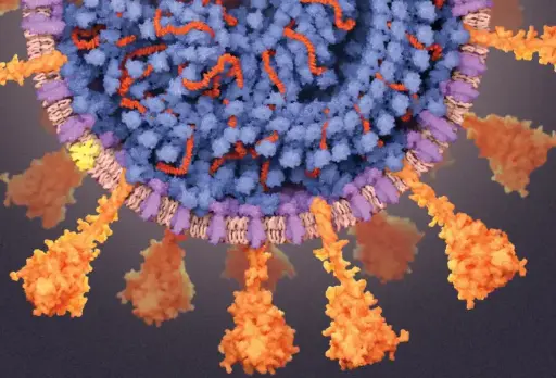 [C00180] SARS COV2 NP-mAb